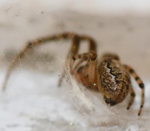 Zygiella x-notata